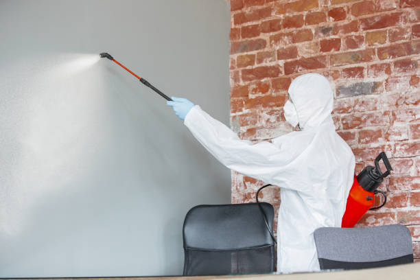 Best Basement Mold Removal  in Millville, NJ