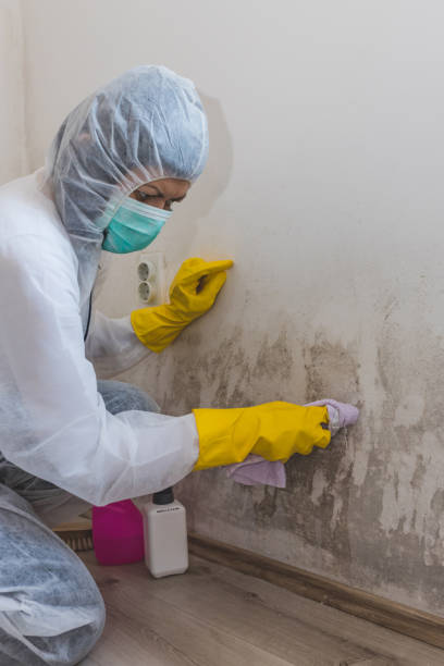Best Forensic Mold Investigation  in Millville, NJ